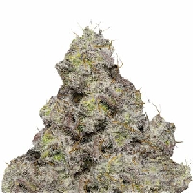 Blue Forestberry Auto > Growers Choice